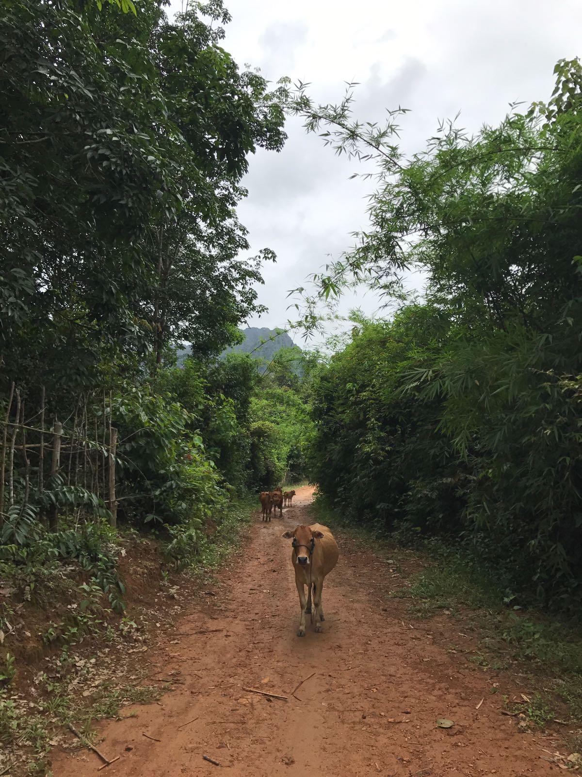 Animals on the road to Pha Ngern in Laos