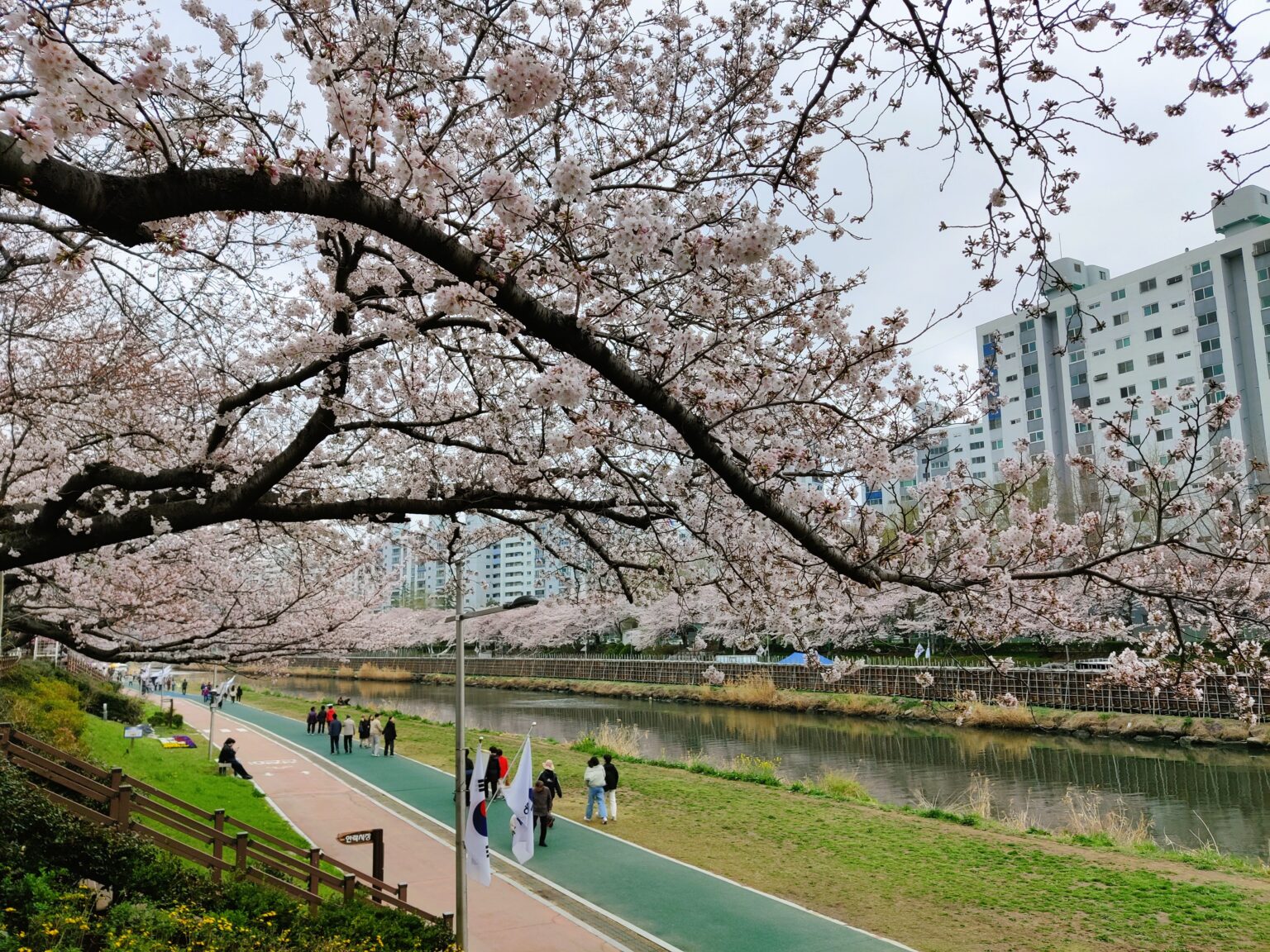 8 Places To See The Beautiful Cherry Blossoms In Busan - A Free Soul Abroad