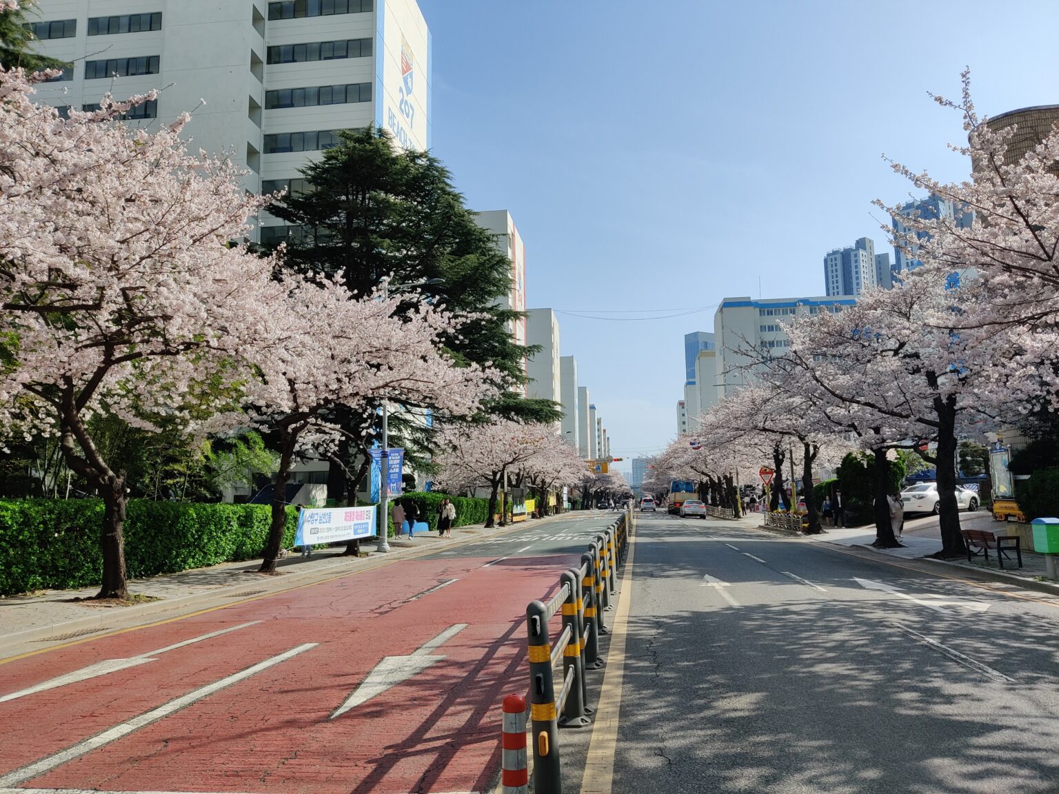 8 Places To See The Beautiful Cherry Blossoms In Busan - A Free Soul Abroad
