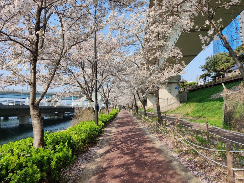 8 Places To See The Beautiful Cherry Blossoms In Busan - A Free Soul Abroad