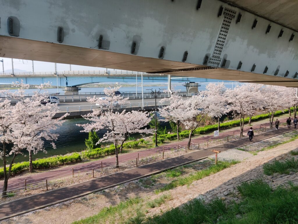8 Places To See The Beautiful Cherry Blossoms In Busan - A Free Soul Abroad