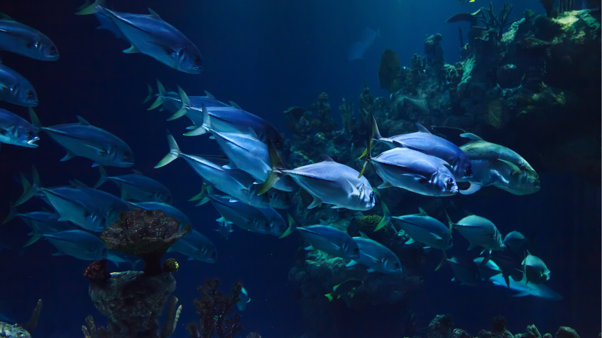 April fools day fish