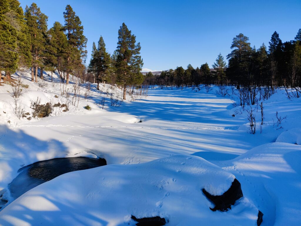 Trees and snow scenery in Abisko