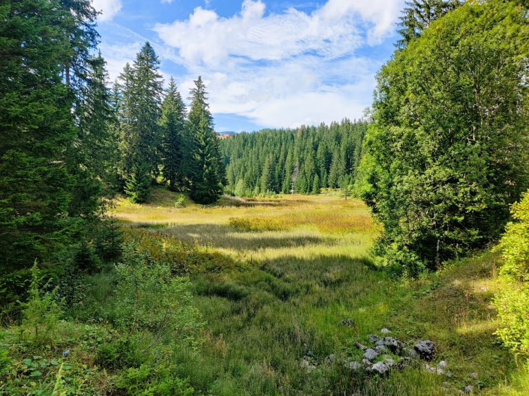 10-day Montenegro itinerary - valley with trees