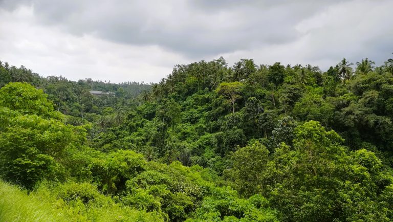 Campuhan Ridge Walk in Ubud, Bali