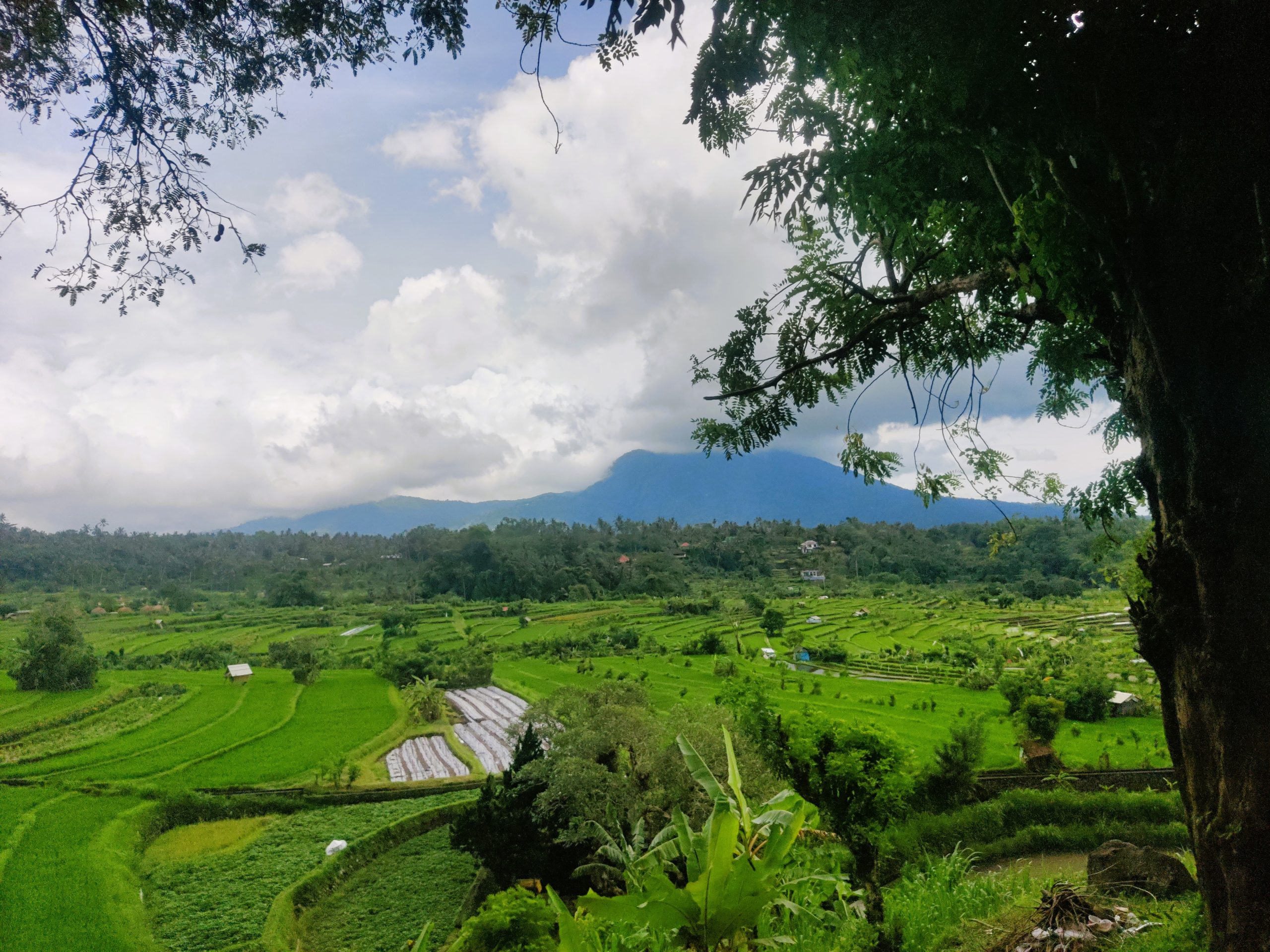 Rice terraces and nature trip in Indonesia