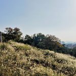 Day trip from Seoul - Suwon