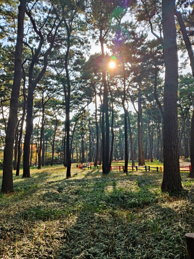 Forest in Daewangam