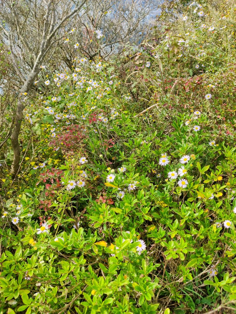 Flowers - Jangsan trail
