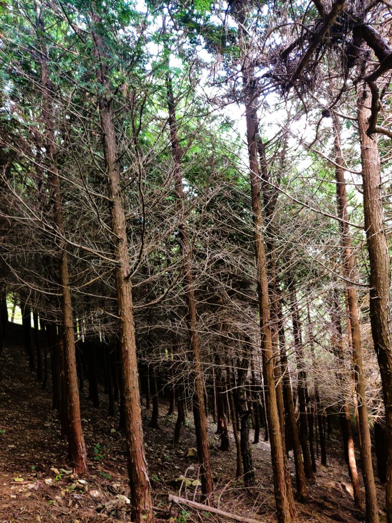 Forest close to the summit in Jangsan