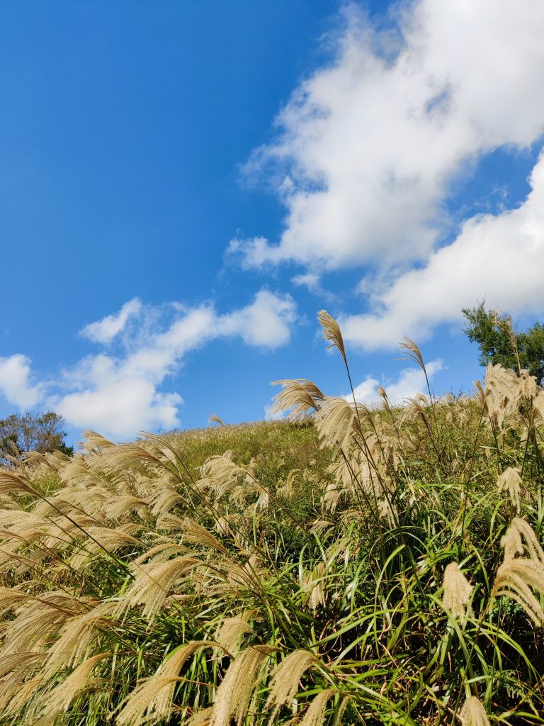 Silver grass in Seunghaksan