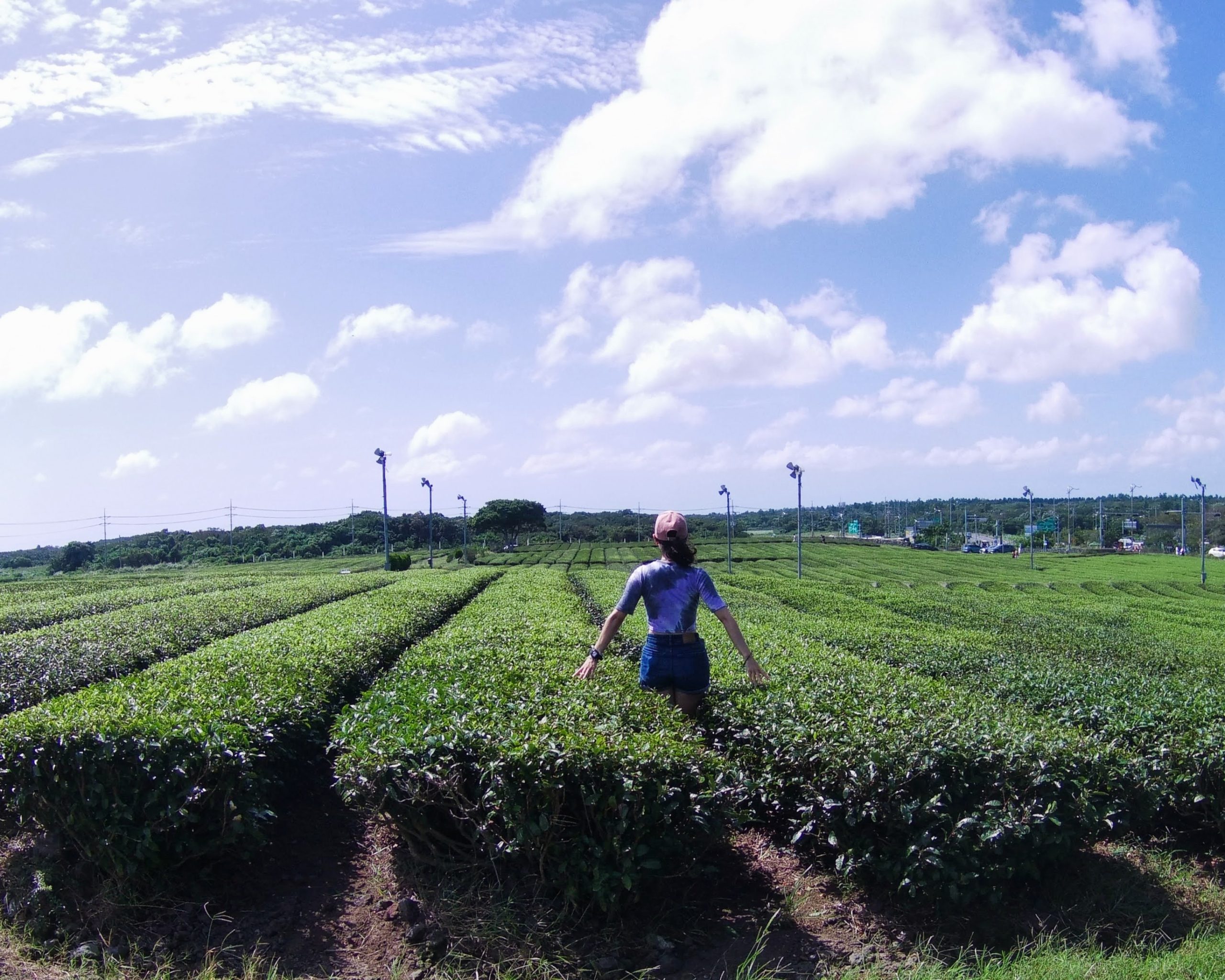 what solo travel has taught me - tea field