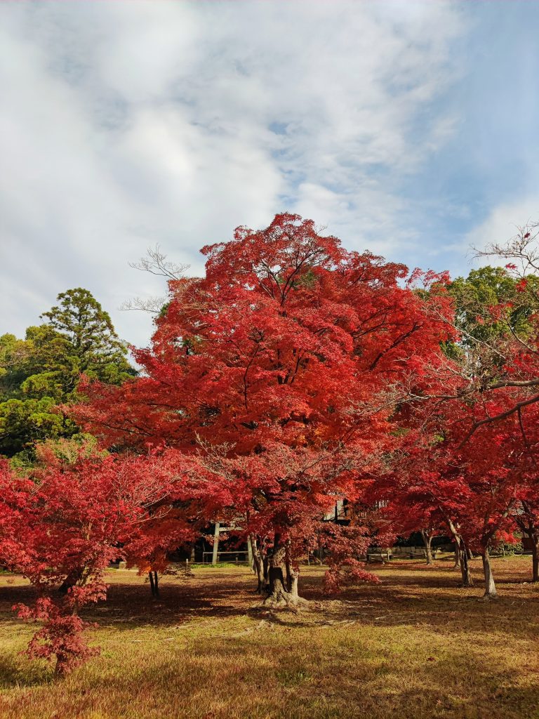 Chishio no mori Grove - Okayama