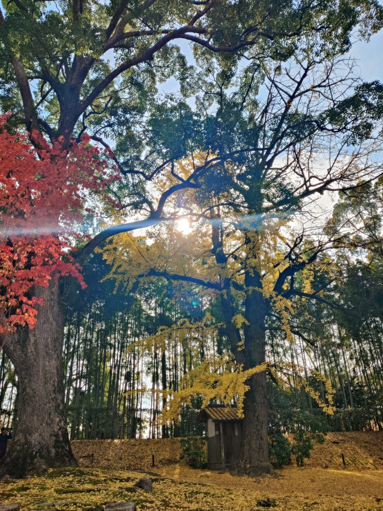 Nishiki ga oka Grove -Okayama