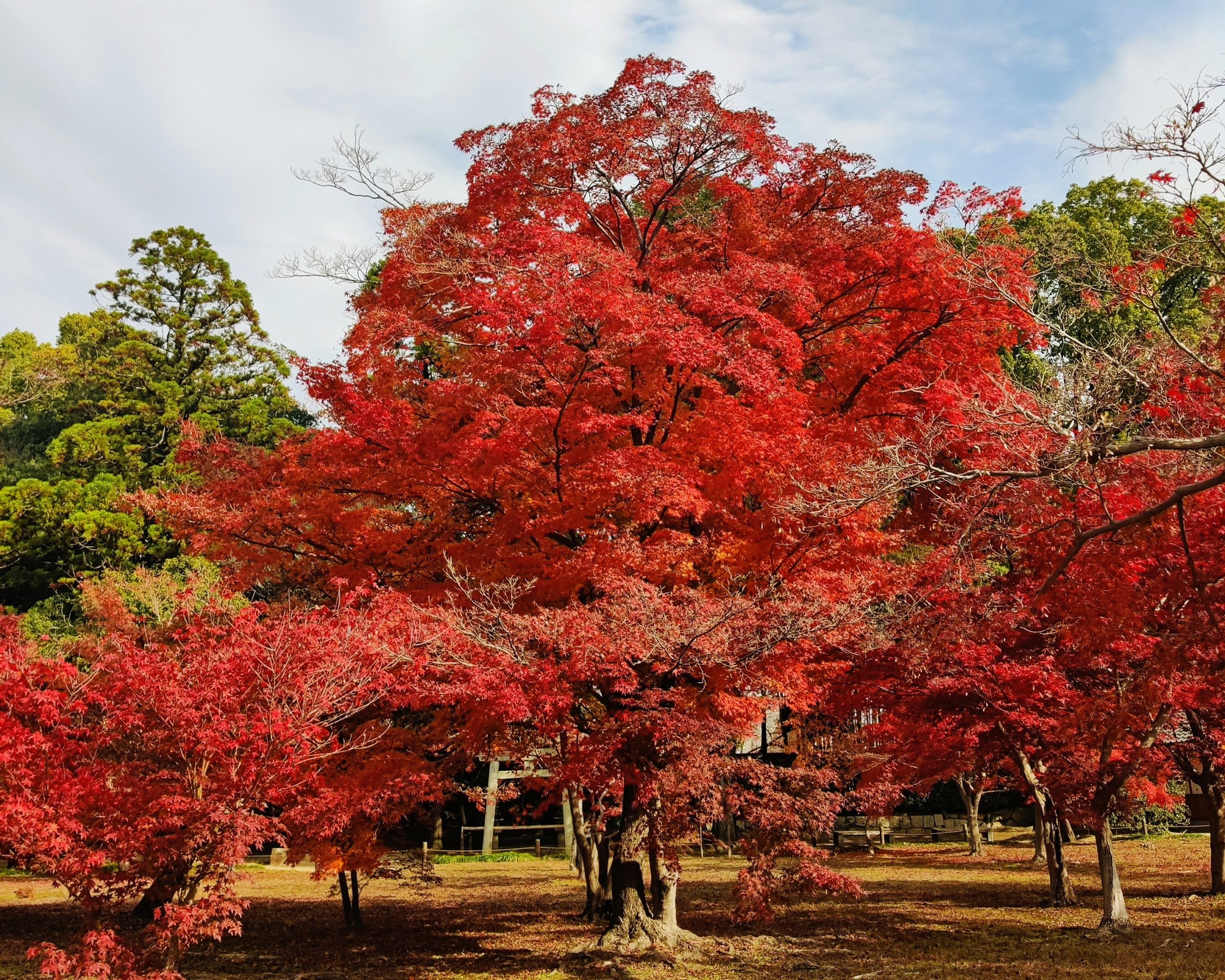Japan during fall season