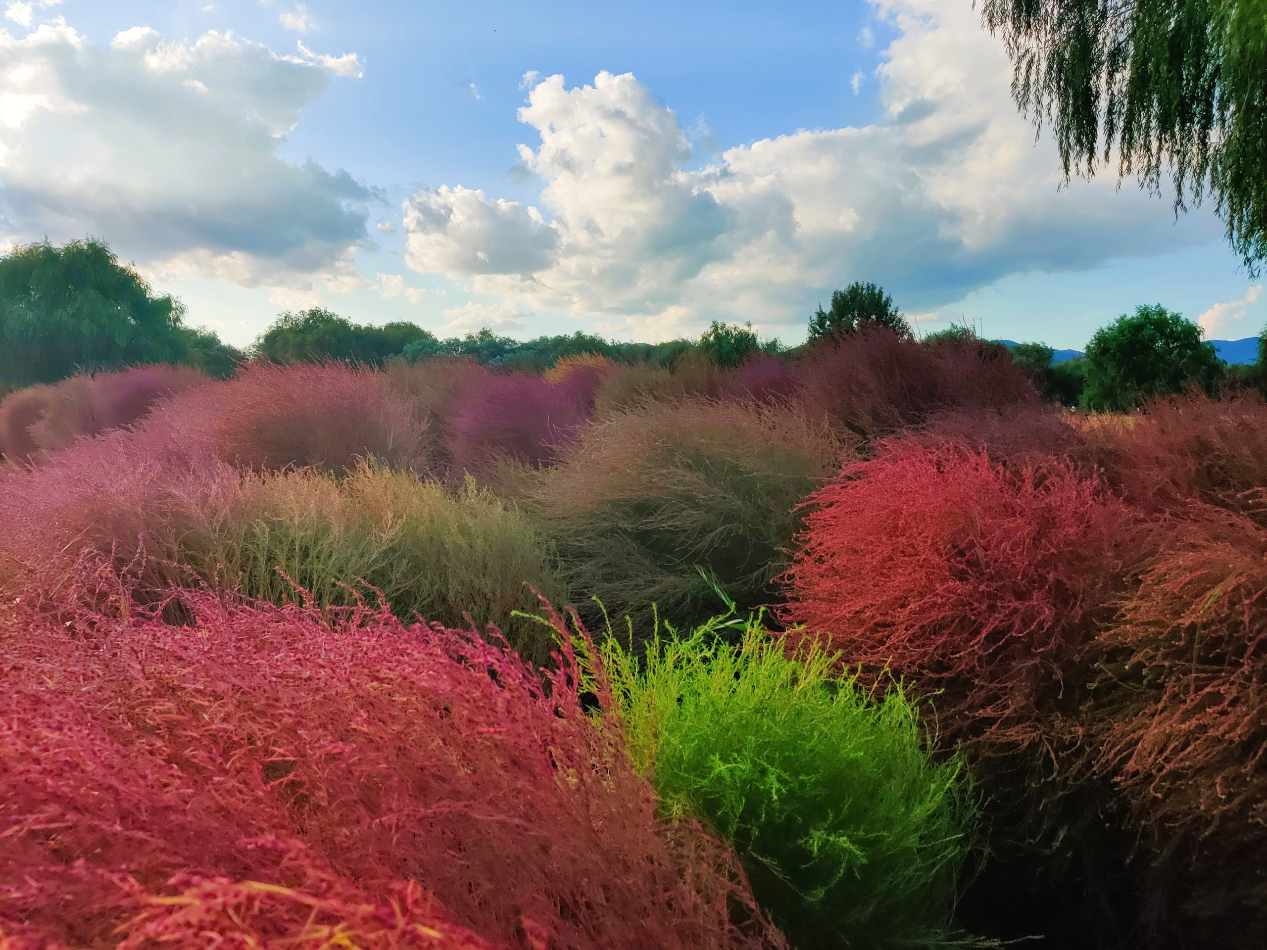 Summer activities - autumn plant
