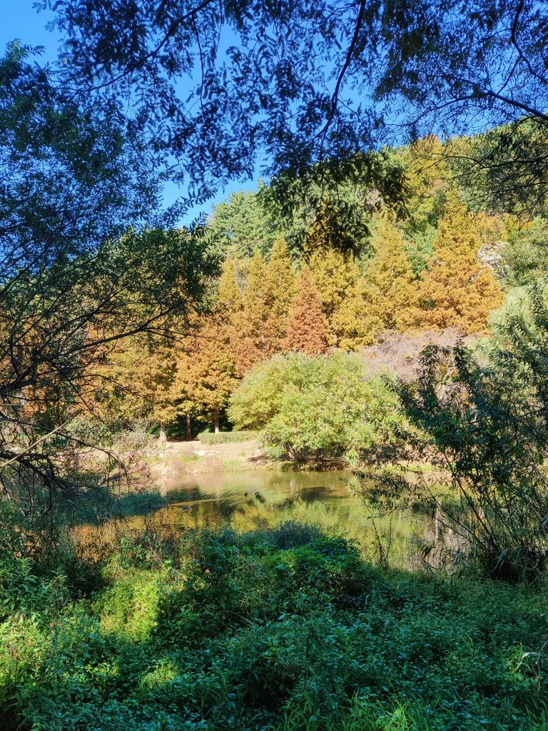 Nature scenery at Yongso Well-Being Park