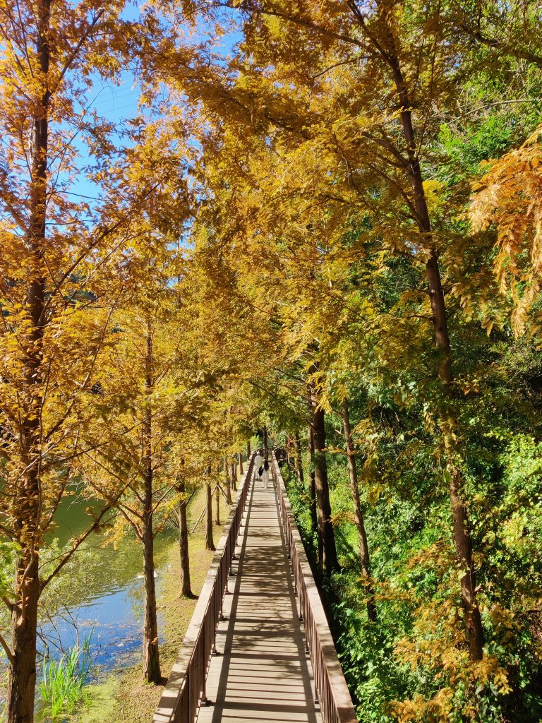 Wooden deck at Yongso Well-Being park