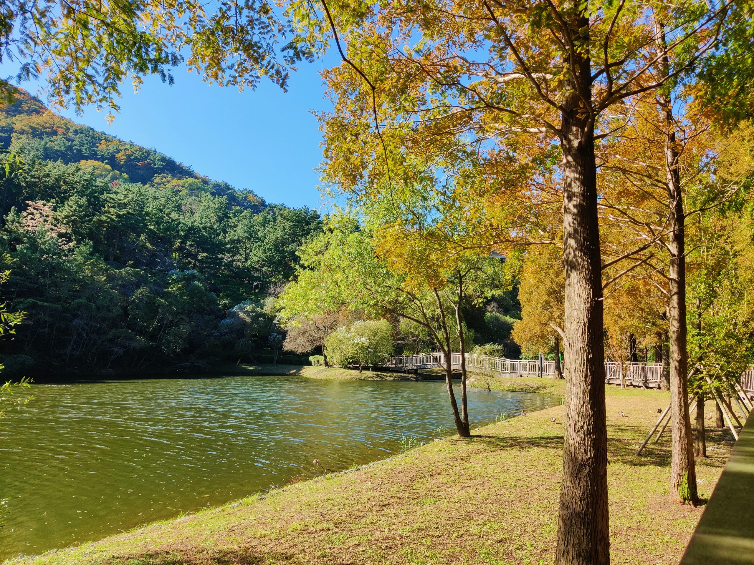 Fall foliage at Yongso Well-Being park