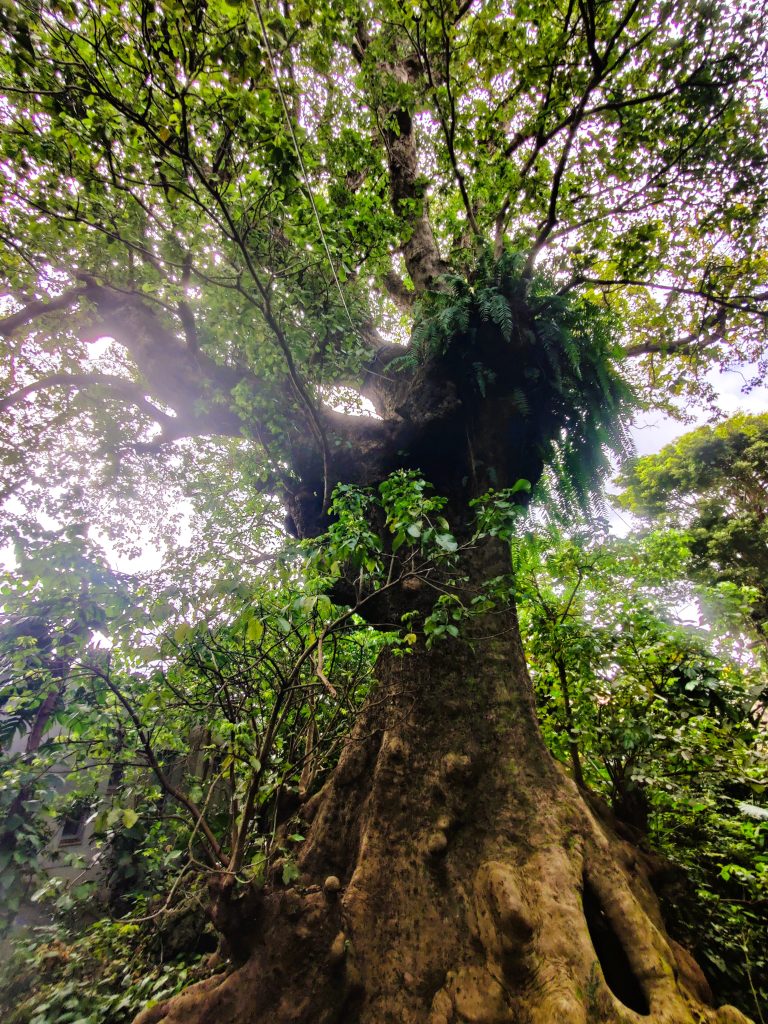 Ancient tree - Okinawa
