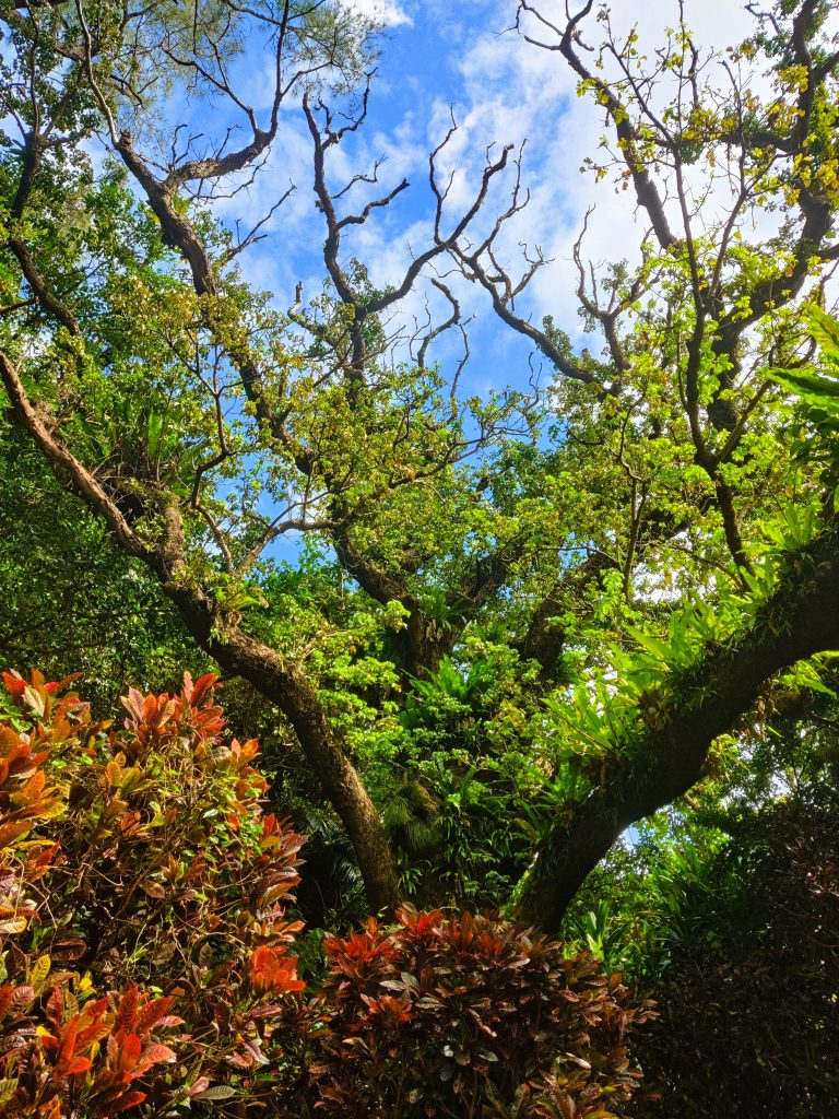 Okinawa nature