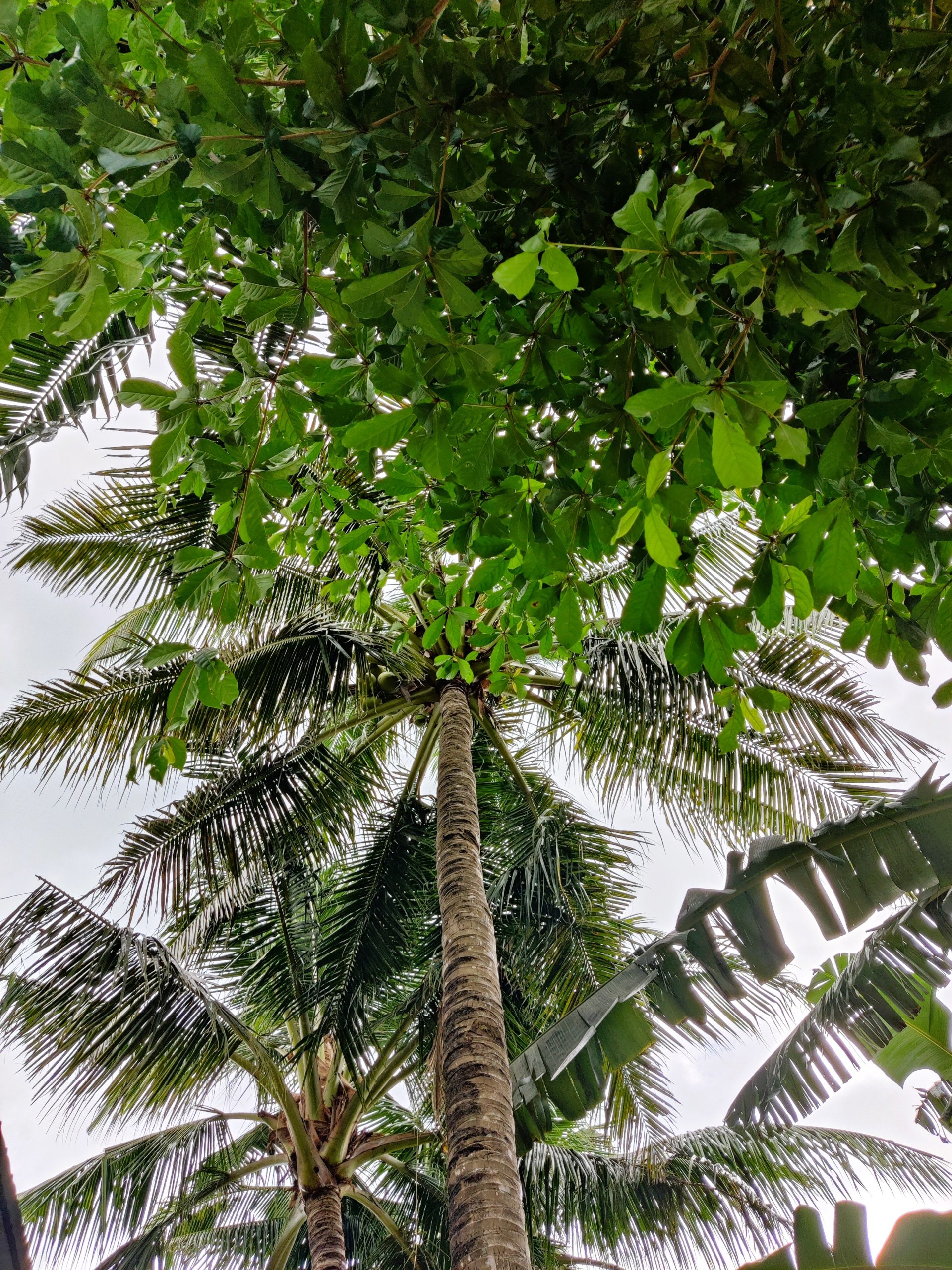 Pig Dive hostel Moalboal palm tree