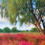 Busan top 15 - Hwamyeong ecological park