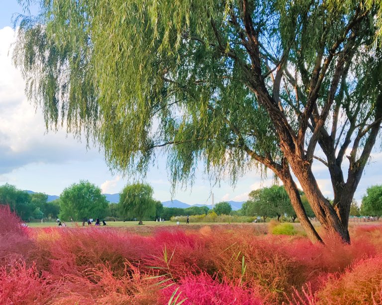 Busan top 15 - Hwamyeong ecological park