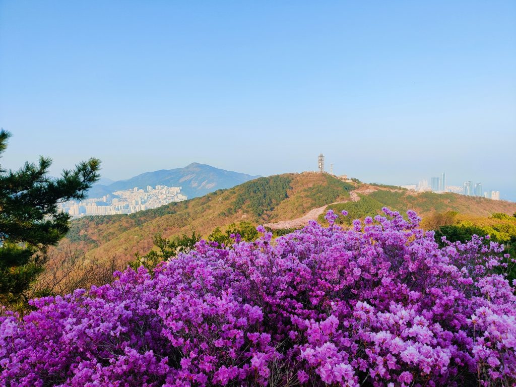 Spring at Hwangnyeongsan