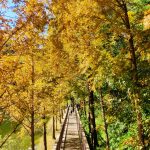 Busan in the fall