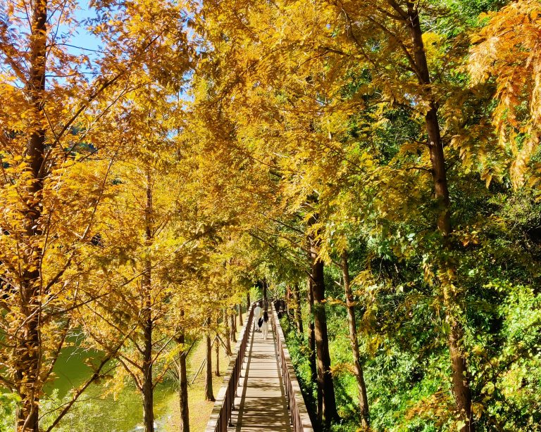 Busan in the fall