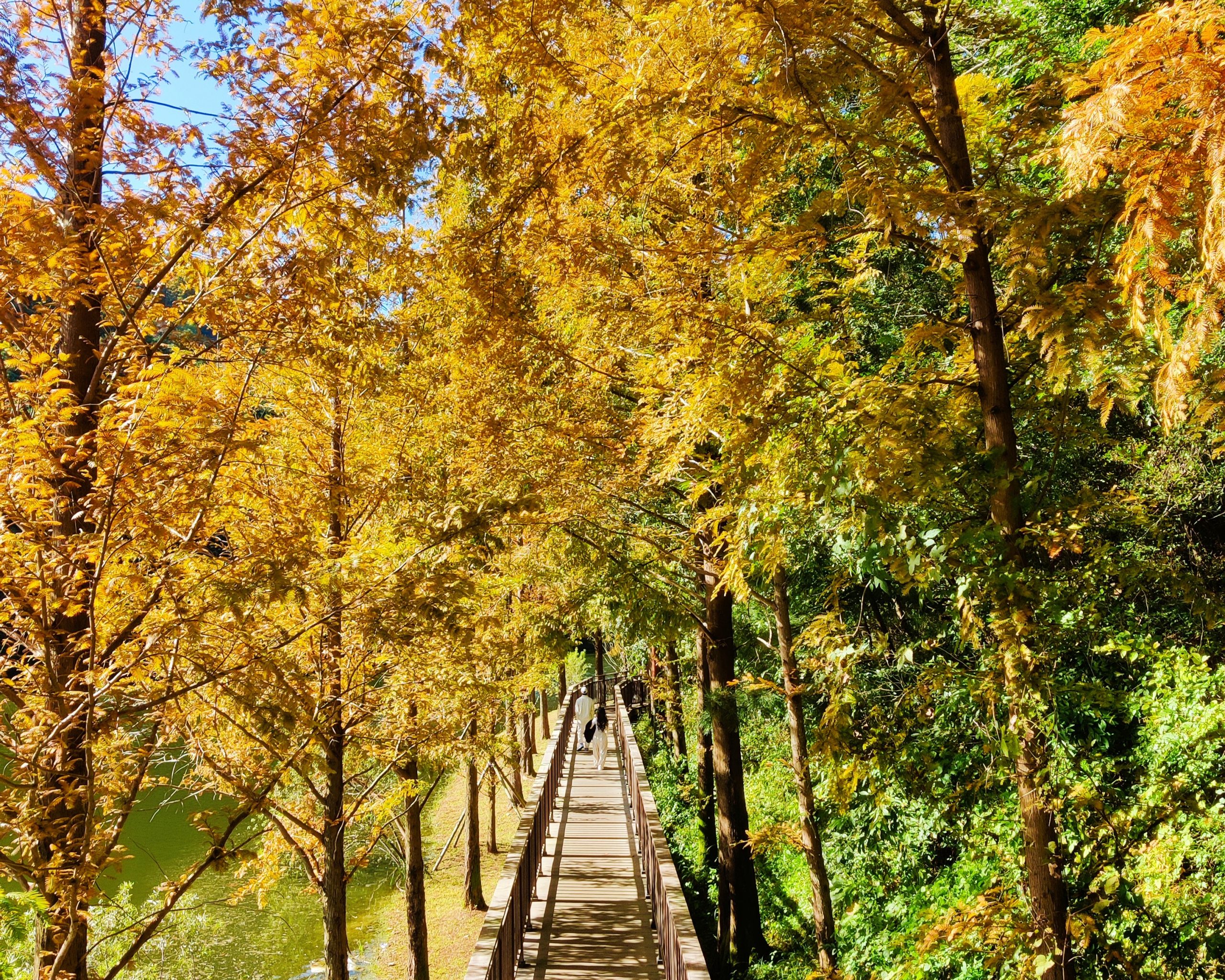 Busan in the fall