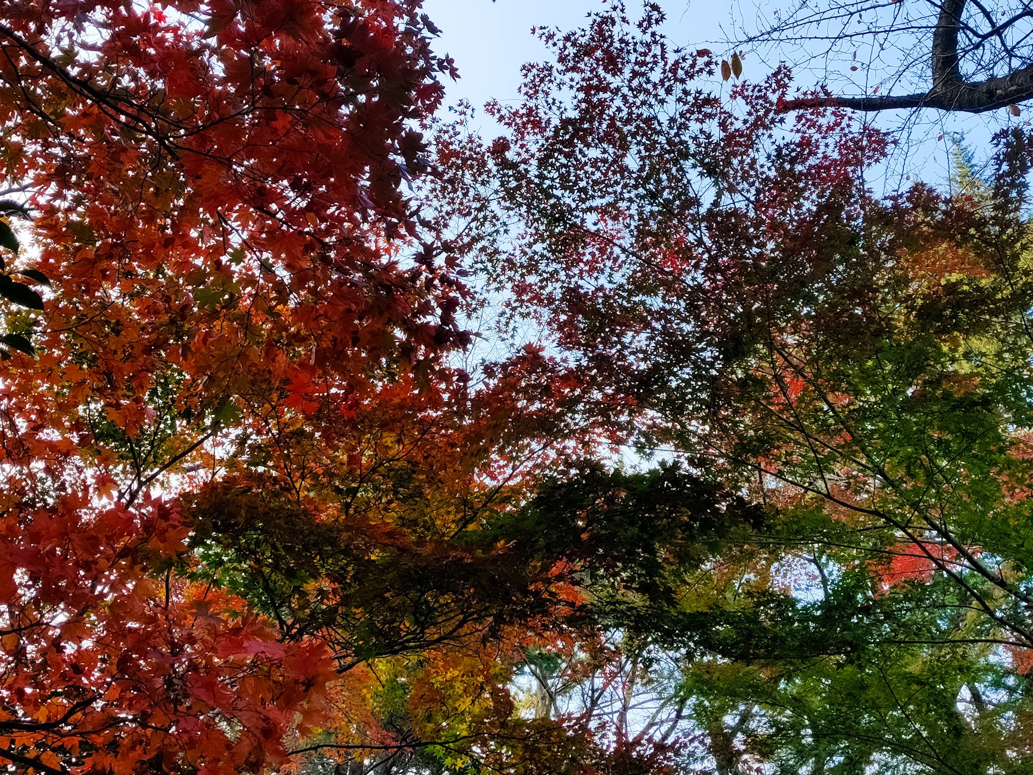Fall foliage in Busan - Geumgang